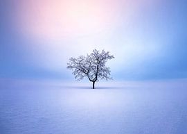 Murmures de la forêt ancienne