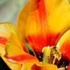 An Insect in a Tulip by Gerard de Zwaan