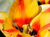 An Insect in a Tulip by Gerard de Zwaan thumbnail