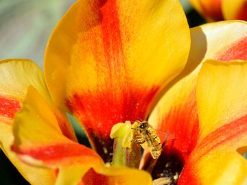 Un insecte dans une tulipe
