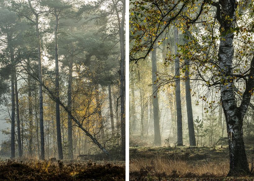 Diptych: autumn in mist and sunlight by Arthur van den Berg