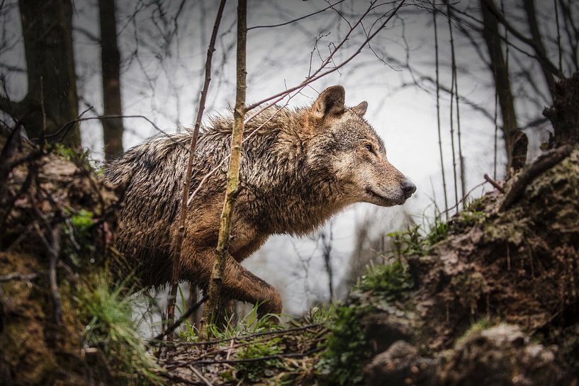 Grauer Wolf von Frans Lemmens