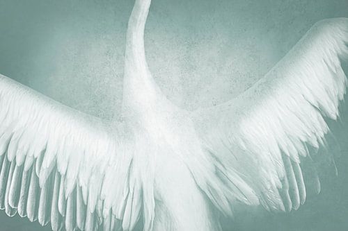 Dromerige Vleugels Zwevend in Turkoois