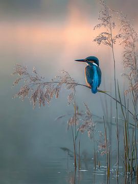 Ochtendstilte – IJsvogel in het Gouden Licht