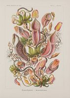 Nepenthaceae, art forms of nature, E. Haeckel