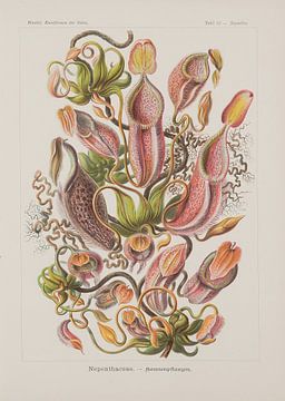 Nepenthaceae, art forms of nature, E. Haeckel by Teylers Museum