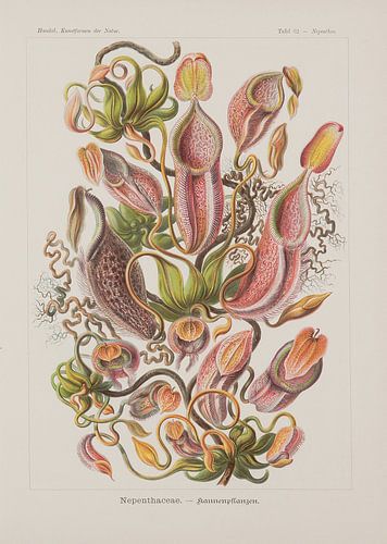 Nepenthaceae, kunstvormen van de natuur, E. Haeckel