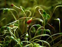 Baby Dill