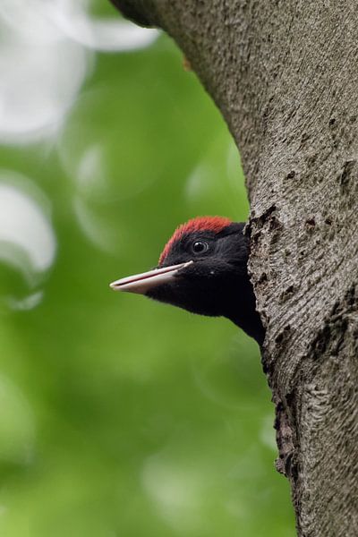 Jeune mâle de pic noir ( Dryocopus martius ), regardant effrontément depuis la grotte de reproductio par wunderbare Erde