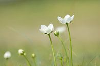 Wildblume Parnassus von Marian Sintemaartensdijk Miniaturansicht