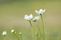 Wild flower Parnassus