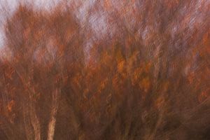 Automne dans les Hautes Fagnes