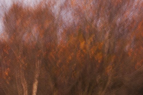 Herfst in de Hoge Venen