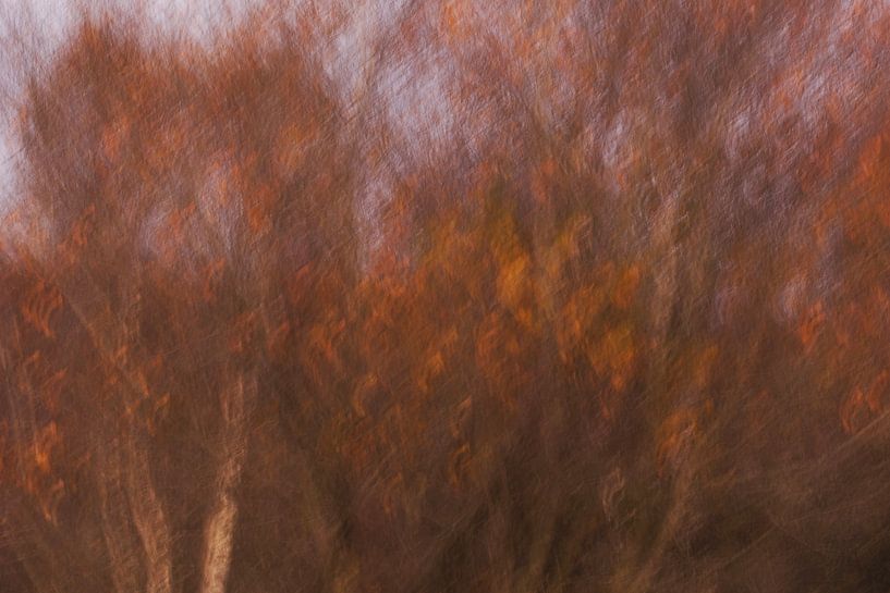 Autumn in the High Fens by Astrid Brouwers