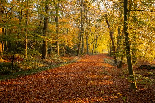 Bos in Herfstkleuren