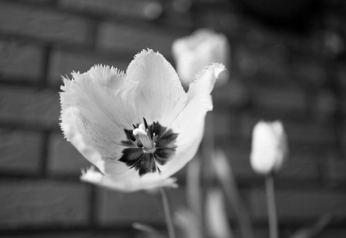 De eerste bloemen in de tuin in het Emsland
