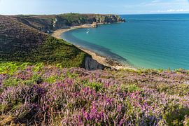 Blooming heath landscape at Cap Frehel, Plevenon, Brittany, France by Peter Schickert