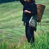Chinese boerin op rijstveld I van André van Bel