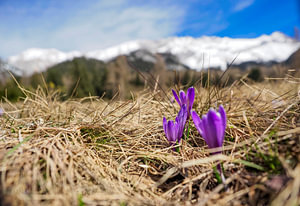 Frühlingshafte Berglandschaft im Wettersteingebirge mit grünen Wiesen und markanten Gipfeln.