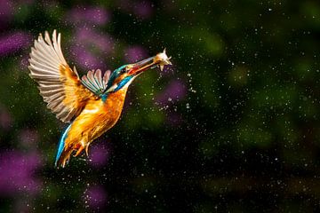 Kingfisher by Antwan Janssen