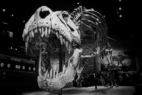 T-Rex kop wil je aanvallen