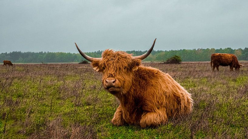 Schotse hooglander   Landgoed Huis ter Heide van Freddie de Roeck