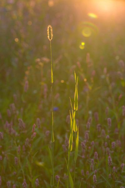 Wild flowers in the morning sun by Ans Bastiaanssen