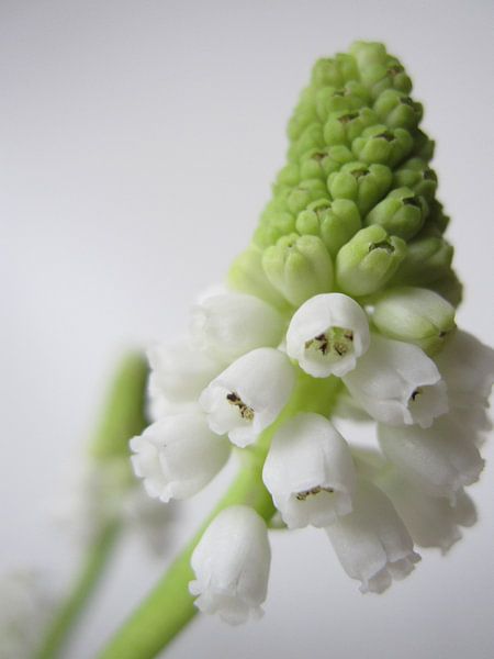 Pure by Leonie Versantvoort