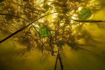 Unterwasser-Landschaft