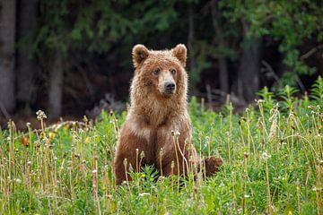 Wilde grizzlyberen in Alaska van Roland Brack