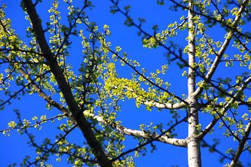 Ginkgo sur Thomas Jäger