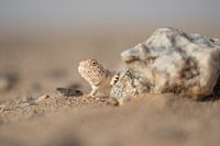 Een hagedis verschuilt zich achter een rots in Mauritanië