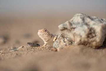 Een hagedis verschuilt zich achter een rots in Mauritanië van Tobias van Krieken