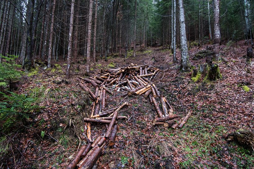 Bomen in het bos van Marco Bakker