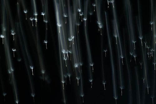 Fallende Samen eines Löwenzahns