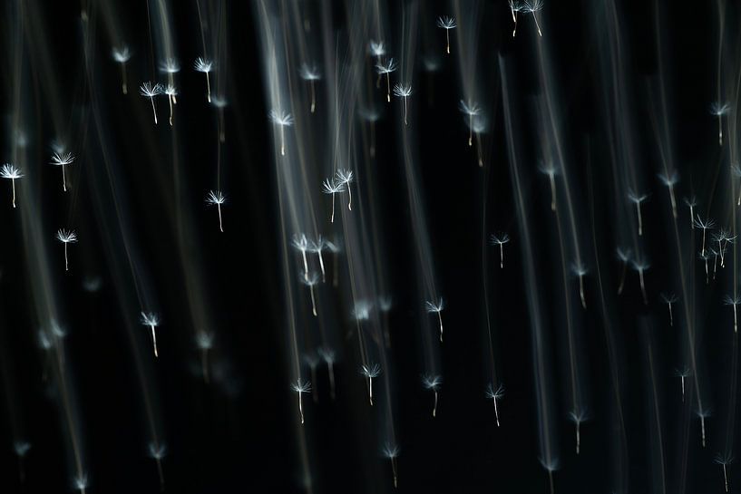 Falling seeds of a dandelion by Martijn Nugteren