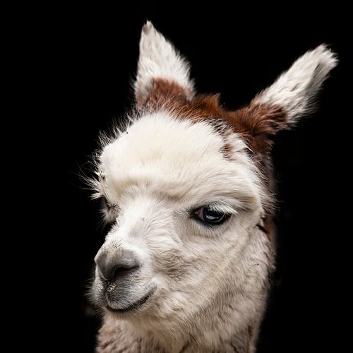 Alpaca, portrait. Berglama.