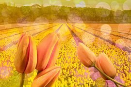 Festival des tulipes aux Pays-Bas, sur Alie Ekkelenkamp