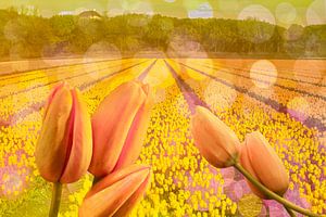 Tulpenfest in den Niederlanden,