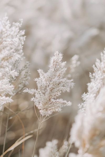 Soft White Plume in Focus by Imperial Art House
