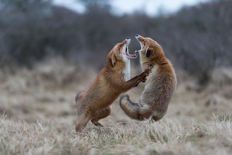 Rotfuechse ( Vulpes vulpes ) kämpfen miteinander, streiten, beißen sich, Territorialverhalten währen van wunderbare Erde