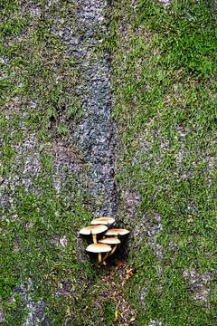 Paddestoelen op boomstam