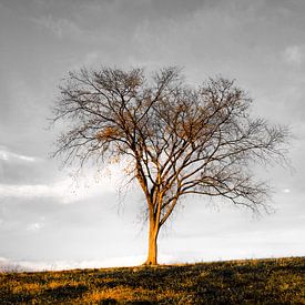 sunset tree von Iris van Loon