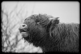Scottish highlander by SjennaFotografie