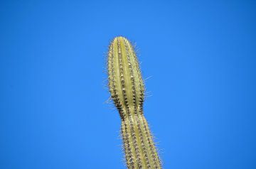 Cactus dans les salines sur Karel Frielink