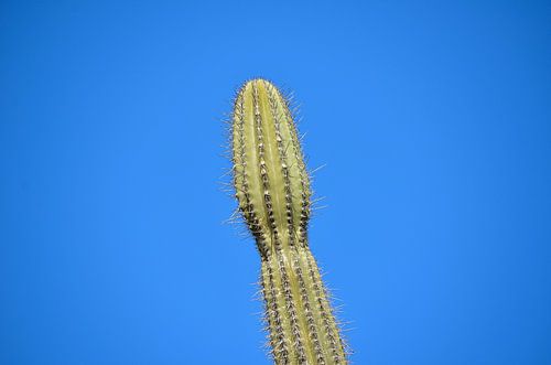 Cactus in de zoutpannen