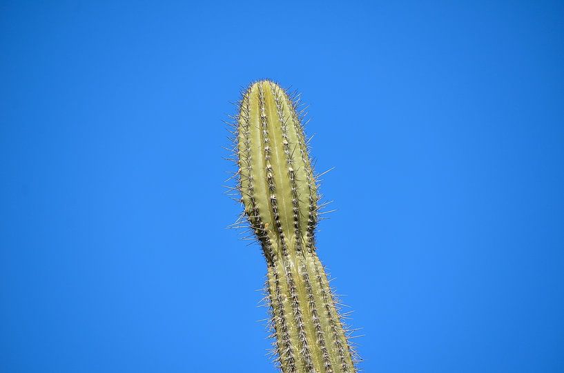 Cactus dans les salines par Karel Frielink