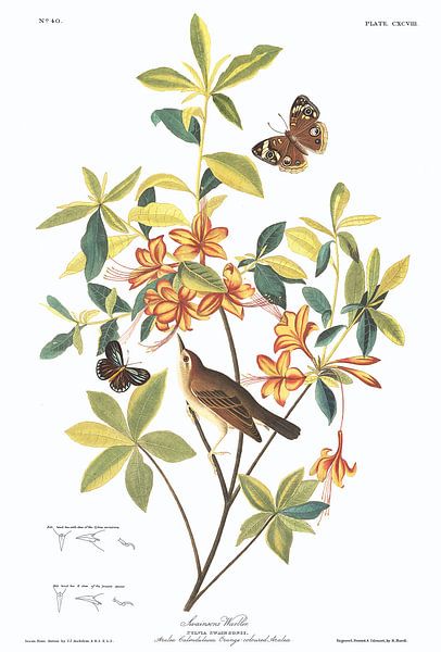 Paruline de Swainson par Birds of America