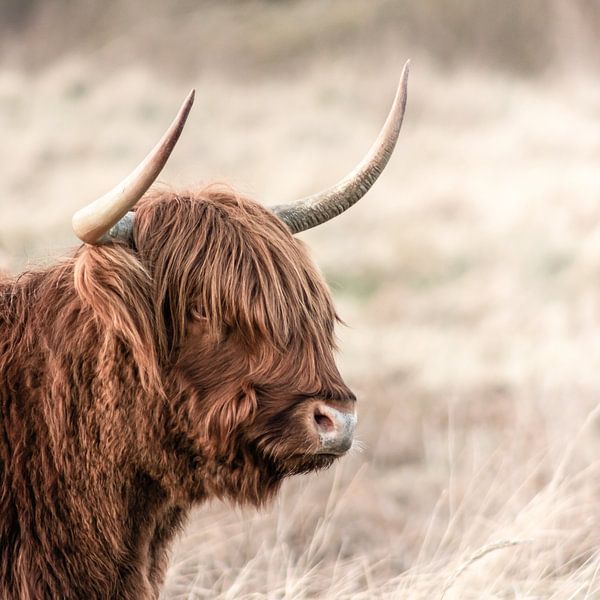 Close up van de kop van een Schotse Hooglanderkoe van Henk Van Nunen Fotografie