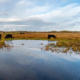 Galloways natuurgebied De Muy Texel van Ronald Timmer